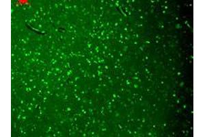 Immunofluorescence staining in human hippocampus with KCNQ4 monoclonal antibody, clone S43-6 . (KCNQ4 antibody  (AA 2-77))