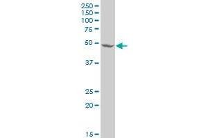 TRIM13 antibody  (AA 1-100)