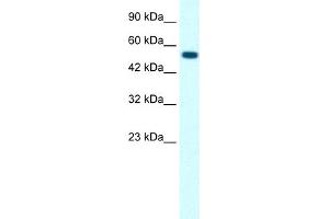 WB Suggested Anti-GLRA1 Antibody Titration:  0.