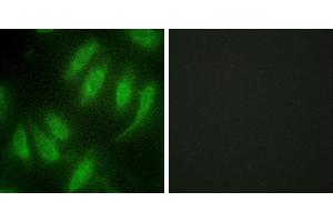 Peptide - +Western blot analysis of extracts from NIH-3T3 cells, using HES7 antibody. (HEXIM1 antibody  (Internal Region))