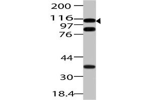 Image no. 1 for anti-Importin 7 (IPO7) (AA 1-322) antibody (ABIN5027310) (IPO7 antibody  (AA 1-322))