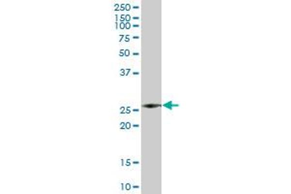 Azurocidin antibody  (AA 1-251)