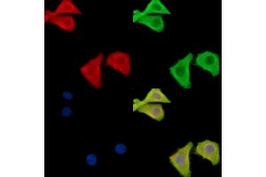 ABIN6262948 and ABIN6278588 staining Hela cells by IF/ICC. (GAL4 antibody  (N-Term))