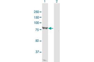 Western Blot analysis of FERMT1 expression in transfected 293T cell line by FERMT1 MaxPab polyclonal antibody. (FERMT1 antibody  (AA 1-677))