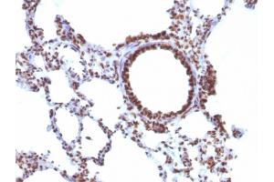 Formalin-fixed, paraffin-embedded Rat Lung stained with Pan-Nuclear Antigen Monoclonal Antibody (NM106). (Nuclear Antigen (Pan-Nuclear Marker) antibody)