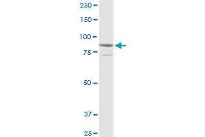 SOX30 MaxPab rabbit polyclonal antibody. (SOX30 antibody  (AA 1-501))