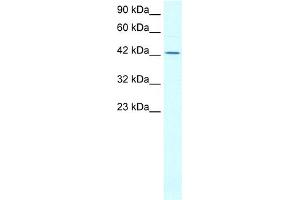 WB Suggested Anti-ALF Antibody Titration:  0. (ALF (N-Term) antibody)