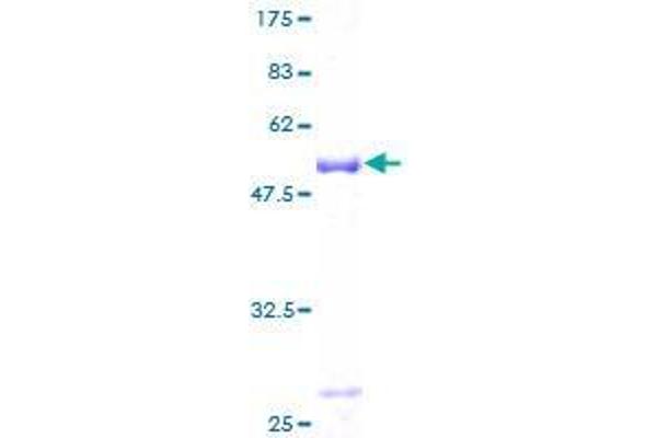 RNF114 Protein (AA 1-228) (GST tag)