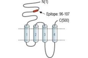 anti-Cholinergic Receptor, Nicotinic, beta 2 (Neuronal) (CHRNB2) (AA 96-107), (Extracellular), (N-Term) antibody (Atto 594)