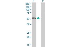 Western Blot analysis of CSDA expression in transfected 293T cell line by CSDA MaxPab polyclonal antibody. (CSDA antibody  (AA 1-372))