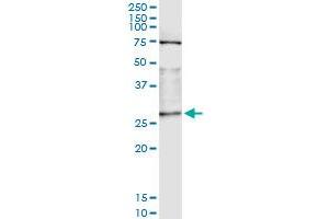 Immunoprecipitation of OTUB2 transfected lysate using anti-OTUB2 monoclonal antibody and Protein A Magnetic Bead , and immunoblotted with OTUB2 MaxPab rabbit polyclonal antibody. (OTUB2 antibody  (AA 126-234))