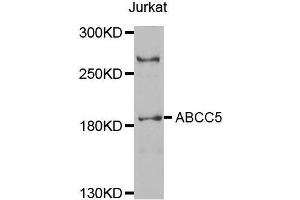 Western blot analysis of extracts of Jurkat cell line, using ABCC5 antibody. (ABCC5 antibody  (AA 1-179))