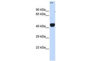Image no. 1 for anti-CREB/ATF BZIP Transcription Factor (CREBZF) (C-Term) antibody (ABIN6740456) (CREBZF antibody  (C-Term))