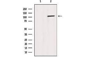 Western Blotting (WB) image for anti-Epidermal Growth Factor Receptor (EGFR) (C-Term) antibody (ABIN6261462)