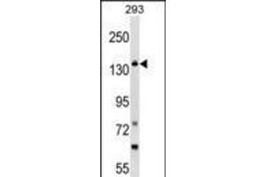 Western blot analysis in 293 cell line lysates (35ug/lane). (GAK antibody  (C-Term))