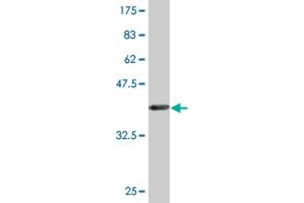 FANCB antibody  (AA 750-858)
