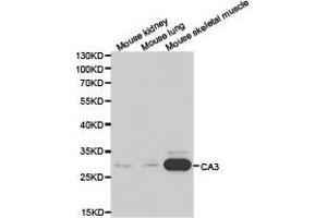 Western Blotting (WB) image for anti-Carbonic Anhydrase III (CA3) antibody (ABIN1871389) (CA3 antibody)