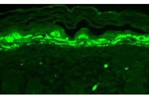 Immunohistochemistry analysis using Mouse Anti-SHANK1 Monoclonal Antibody, Clone S22-21 .