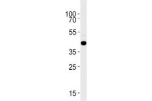S1pr1 antibody western blot analysis in zebrafish brain tissue lysate (S1PR1 antibody  (AA 311-335))