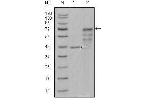 Western blot analysis using CHIT1 mouse mAb against truncated Trx-CHIT1 recombinant protein (1) and truncated CHIT1 (aa22-466)-hIgGFc transfected CHO-K1 cell lysate (2). (Chitotriosidase 1 antibody  (AA 22-137))