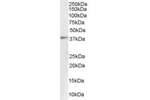 ABIN185396 (1µg/ml) staining of Human Kidney lysate (35µg protein in RIPA buffer). (RNLS antibody  (Internal Region))