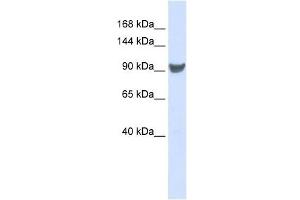XPO1 antibody used at 1 ug/ml to detect target protein. (XPO1 antibody)