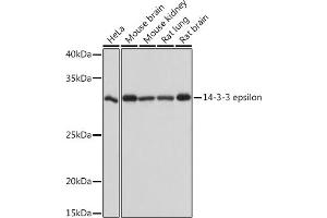 Western blot analysis of extracts of various cell lines, using 14-3-3 epsilon Rabbit mAb (ABIN7265309) at 1:1000 dilution. (YWHAE antibody)