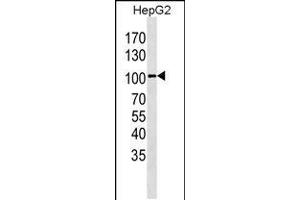 Western blot analysis in HepG2 cell line lysates (35ug/lane). (LGR5 antibody  (AA 443-473))