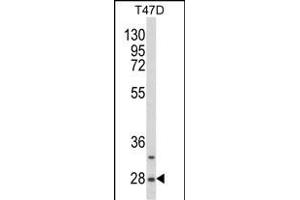 Western blot analysis of SNRPB Antibody (N-term R49) (ABIN650785 and ABIN2839557) in T47D cell line lysates (35 μg/lane). (SNRPB antibody  (N-Term))