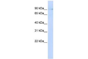 ZCCHC14 antibody used at 1 ug/ml to detect target protein. (ZCCHC14 antibody  (N-Term))