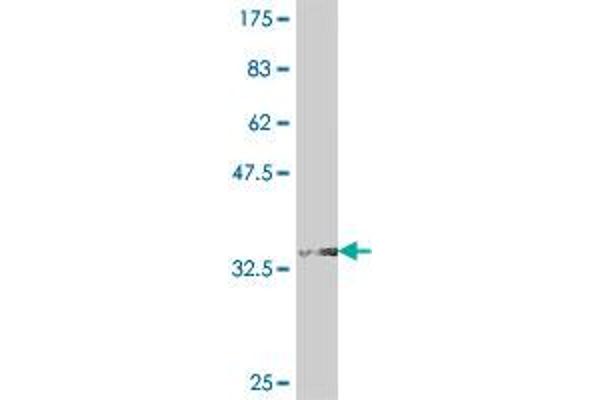 TRIM6-TRIM34 antibody  (AA 641-740)