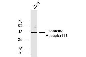 Human 293T cells probed with DRD1 Polyclonal Antibody, unconjugated  at 1:300 overnight at 4°C followed by a conjugated secondary antibody at 1:10000 for 90 minutes at 37°C. (Dopamine Receptor d1 antibody  (AA 101-200))