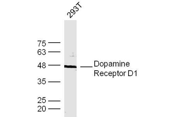 Dopamine Receptor d1 antibody  (AA 101-200)