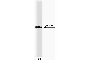 Western blot analysis of PI3-Kinase on a A431 lysate. (PIK3CA antibody  (AA 562-724))