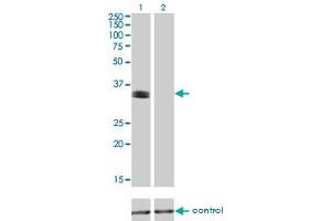 Western blot analysis of PHOX2A over-expressed 293 cell line, cotransfected with PHOX2A Validated Chimera RNAi (Lane 2) or non-transfected control (Lane 1).