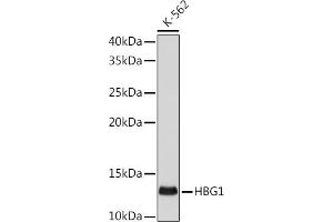 Western blot analysis of extracts of K-562 cells, using HBG1 antibody (ABIN1513161, ABIN3021038, ABIN3021039 and ABIN7101335) at 1:500 dilution. (HBG1/2 antibody)