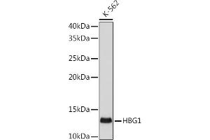 Western blot analysis of extracts of K-562 cells, using HBG1 antibody (ABIN1513161, ABIN3021038, ABIN3021039 and ABIN7101335) at 1:500 dilution.