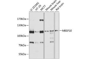 Western blot analysis of extracts of various cell lines, using MEGF10 antibody (ABIN6132185, ABIN6143719, ABIN6143720 and ABIN6214789) at 1:1000 dilution. (MEGF10 antibody  (AA 26-160))