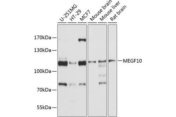 MEGF10 抗体  (AA 26-160)
