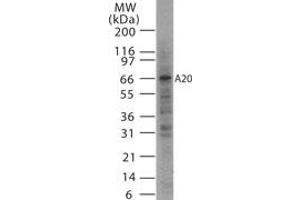 Image no. 1 for anti-Tumor Necrosis Factor, alpha-Induced Protein 3 (TNFAIP3) antibody (ABIN207992)