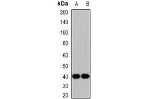 Western blot analysis of p47 expression in mouse brain (A), rat kidney (B) whole cell lysates. (CLEC11A antibody)