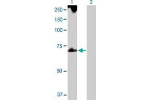 Western Blot analysis of TROVE2 expression in transfected 293T cell line by TROVE2 MaxPab polyclonal antibody. (TROVE2 antibody  (AA 1-538))