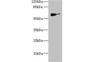 SLC22A8 antibody  (AA 473-542)
