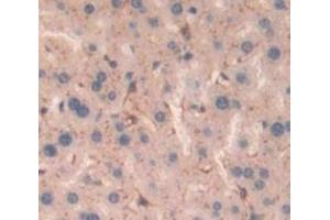 Figure. (DPP9 antibody  (AA 505-862))