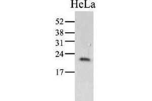 Image no. 1 for anti-Peptidylprolyl Isomerase C (Cyclophilin C) (PPIC) (AA 39-197) antibody (ABIN951768) (PPIC antibody  (AA 39-197))