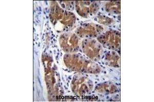 DCTN2 Antibody (Center) (ABIN656819 and ABIN2846032) immunohistochemistry analysis in formalin fixed and paraffin embedded human stomach tissue followed by peroxidase conjugation of the secondary antibody and DAB staining. (Dynamitin antibody  (AA 192-219))