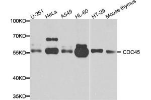 Western blot analysis of extracts of various cells, using cdc45 antibody. (CDC45 antibody)