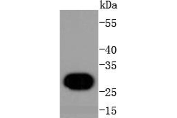 Histone H1 antibody