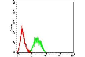 Flow cytometric analysis of HL-60 cells using LRP6 mouse mAb (green) and negative control (red). (LRP6 antibody  (AA 1198-1370))