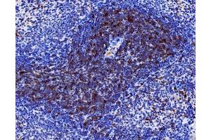 IHC analysis of Cd27 using anti-Cd27 antibody (ABIN7600813). (CD27 antibody  (AA 24-187))